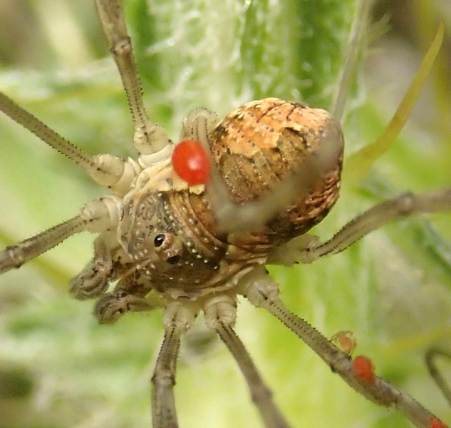 Mitopus morio da Miane (TV)